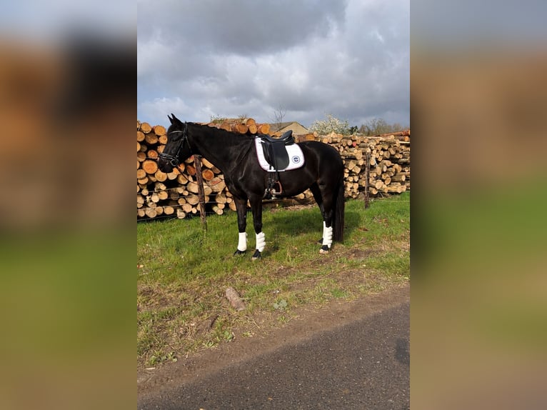 Studbook européen anglo Jument 5 Ans 169 cm Bai brun foncé in Erkelenz