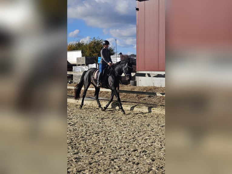 Studbook européen anglo Jument 5 Ans 169 cm Bai brun foncé in Erkelenz