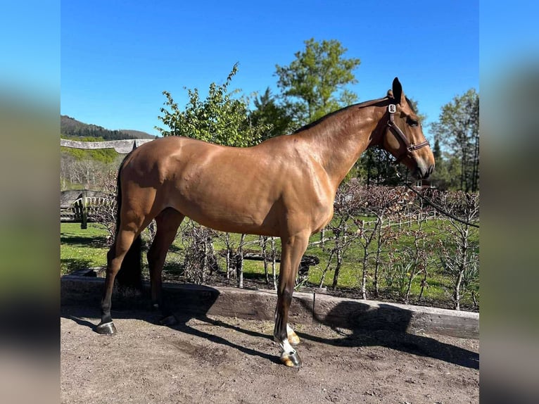 Studbook européen anglo Jument 5 Ans 169 cm Bai in GROTE-BROGEL