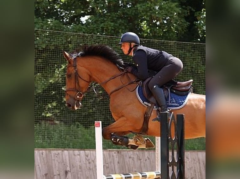 Studbook européen anglo Jument 5 Ans 169 cm Bai in GROTE-BROGEL