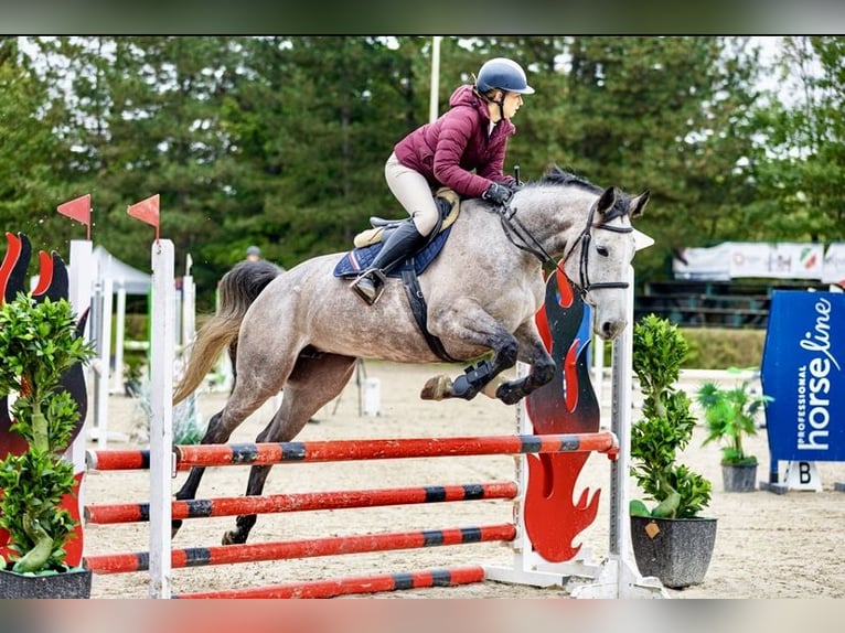 Studbook européen anglo Jument 5 Ans 169 cm Gris in Mszana G&#xF3;rna