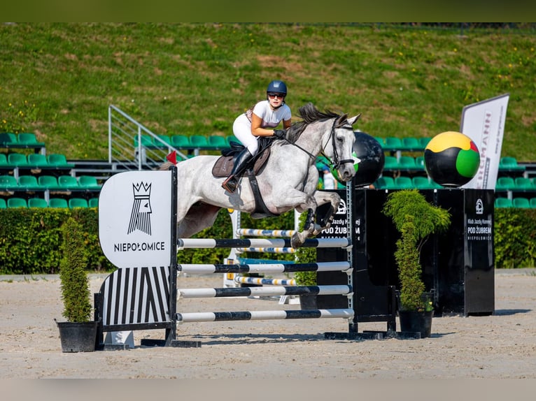 Studbook européen anglo Jument 5 Ans 169 cm Gris in Mszana G&#xF3;rna