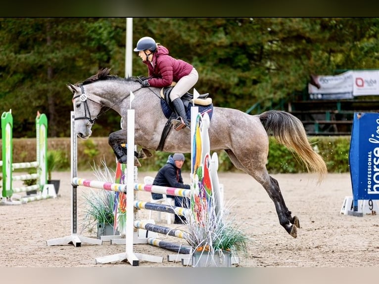 Studbook européen anglo Jument 5 Ans 169 cm Gris in Mszana G&#xF3;rna