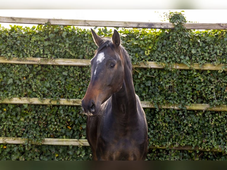 Studbook européen anglo Jument 5 Ans 170 cm Bai brun in Waddinxveen