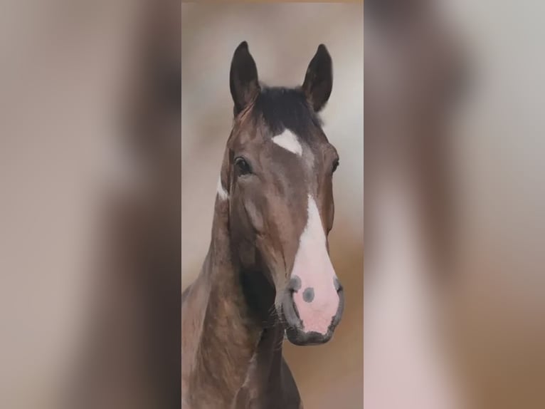 Studbook européen anglo Jument 5 Ans 170 cm Pinto in Belp