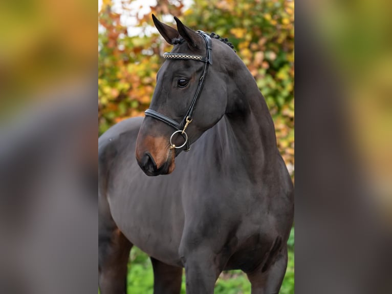 Studbook européen anglo Jument 6 Ans 100 cm Bai brun in Wijchmaal