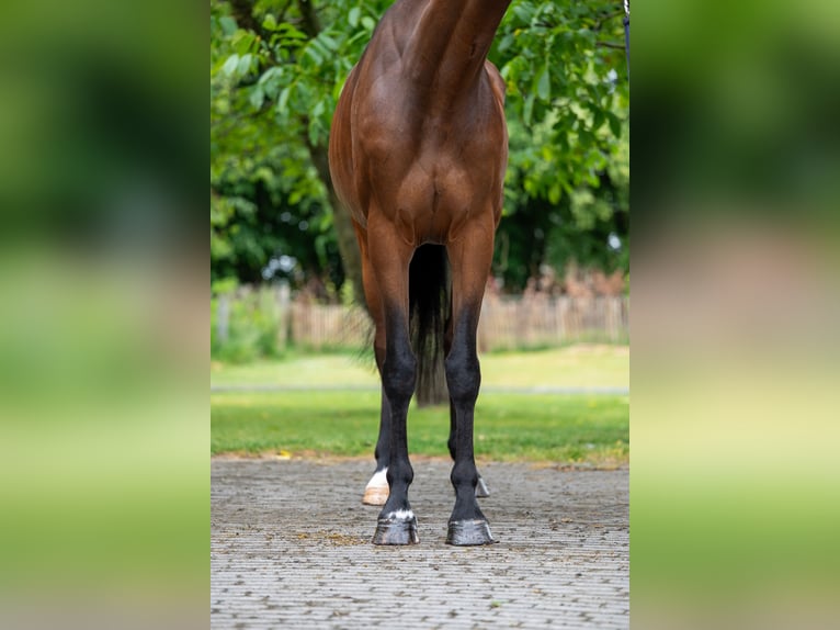 Studbook européen anglo Jument 6 Ans 158 cm Bai in GROTE-BROGEL