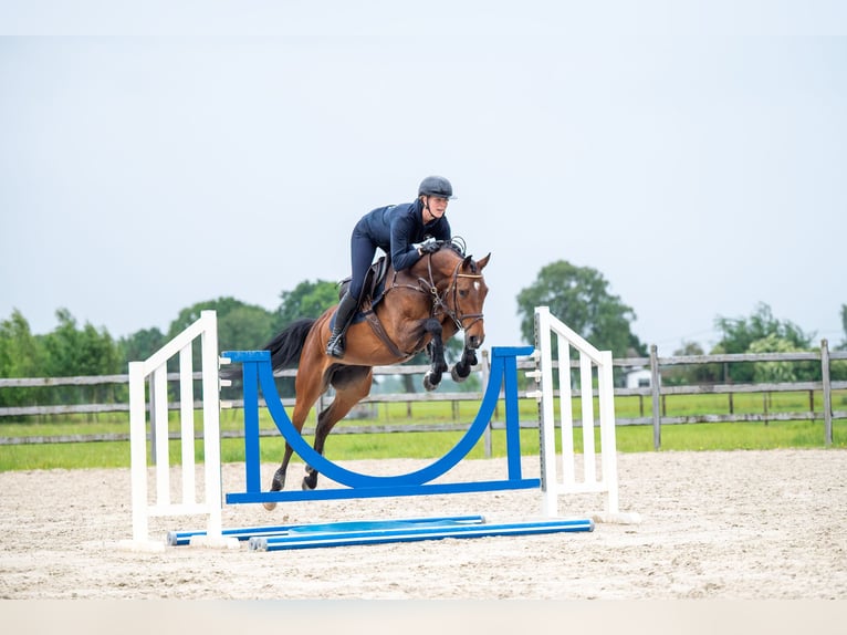 Studbook européen anglo Jument 6 Ans 158 cm Bai in GROTE-BROGEL