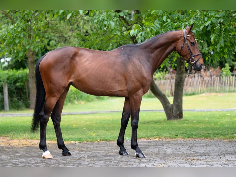 Studbook européen anglo Jument 6 Ans 158 cm Bai in GROTE-BROGEL