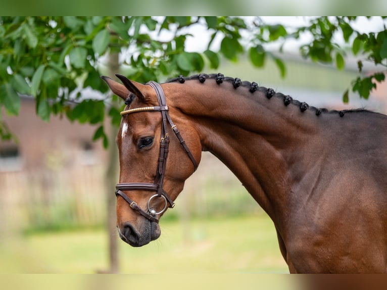 Studbook européen anglo Jument 6 Ans 158 cm Bai in GROTE-BROGEL