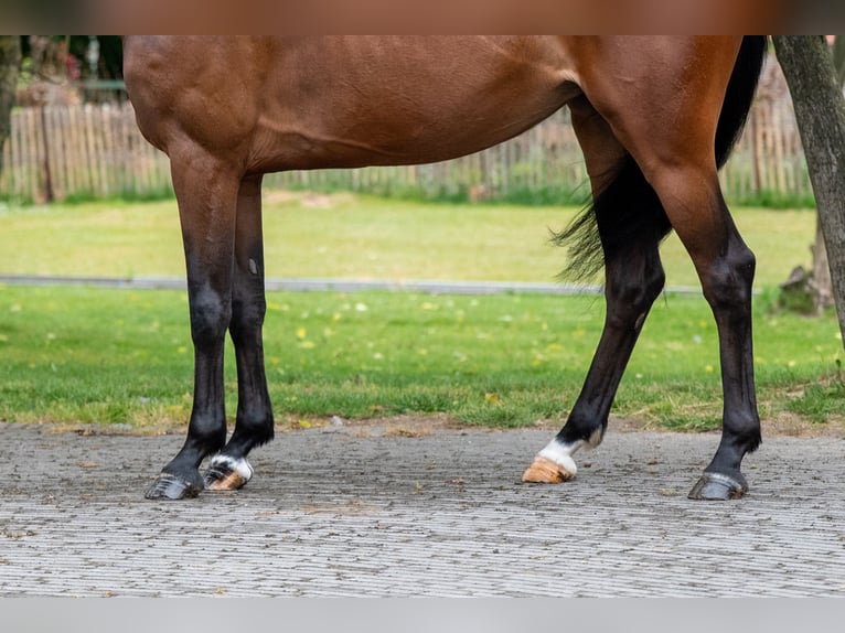 Studbook européen anglo Jument 6 Ans 158 cm Bai in GROTE-BROGEL