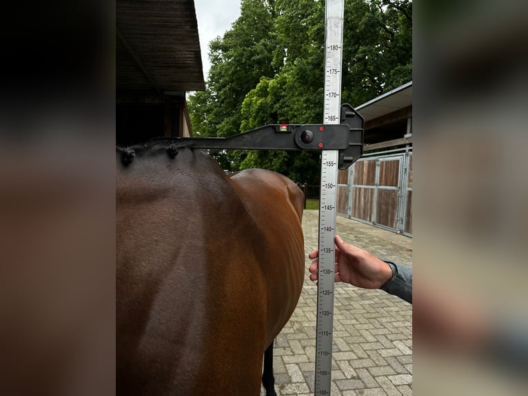 Studbook européen anglo Jument 6 Ans 158 cm Bai in GROTE-BROGEL