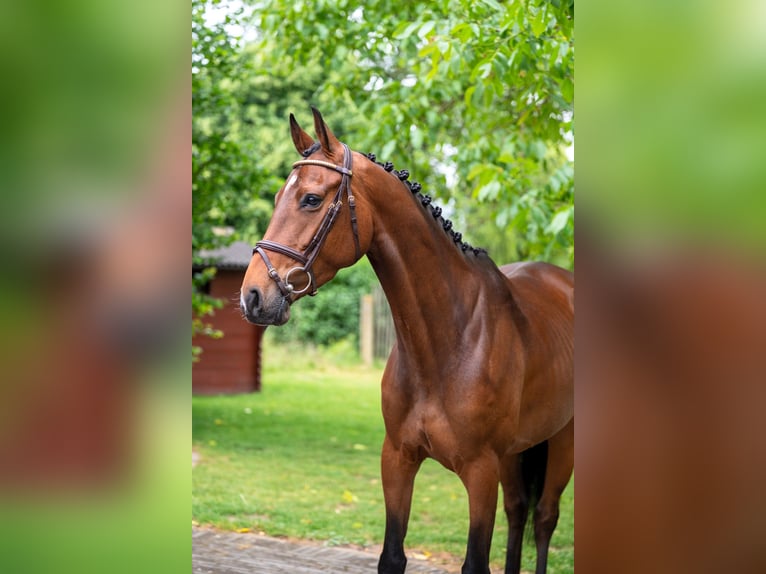 Studbook européen anglo Jument 6 Ans 158 cm Bai in GROTE-BROGEL