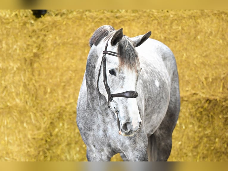 Studbook européen anglo Jument 6 Ans 162 cm Gris in Bladel