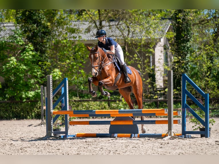 Studbook européen anglo Jument 6 Ans 163 cm Bai in Grote-Brogel