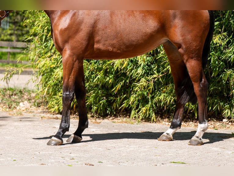 Studbook européen anglo Jument 6 Ans 163 cm Bai in Grote-Brogel