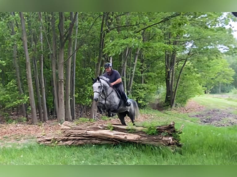 Studbook européen anglo Jument 6 Ans 164 cm in Ysselsteyn