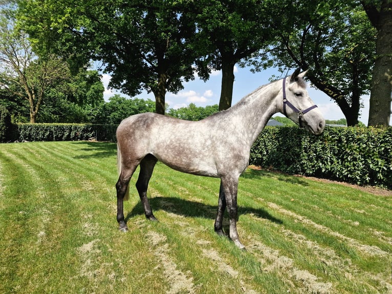 Studbook européen anglo Jument 6 Ans 164 cm in Ysselsteyn
