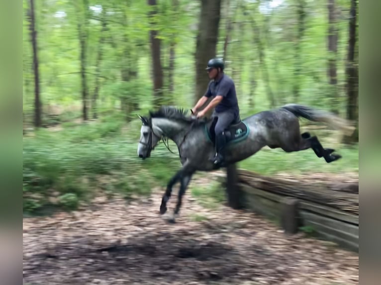 Studbook européen anglo Jument 6 Ans 164 cm in Ysselsteyn
