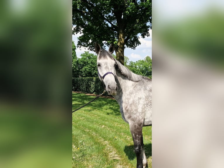 Studbook européen anglo Jument 6 Ans 164 cm in Ysselsteyn