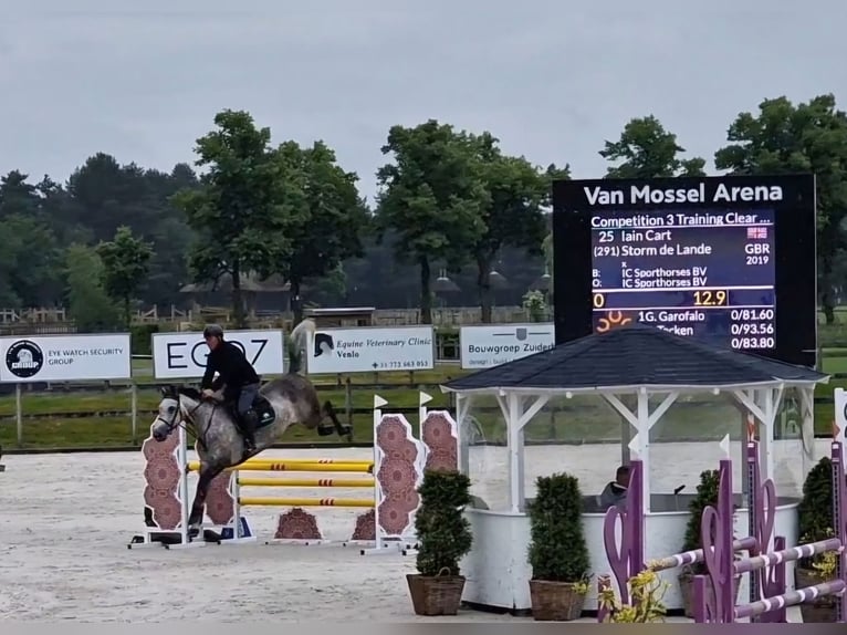 Studbook européen anglo Jument 6 Ans 164 cm in Ysselsteyn