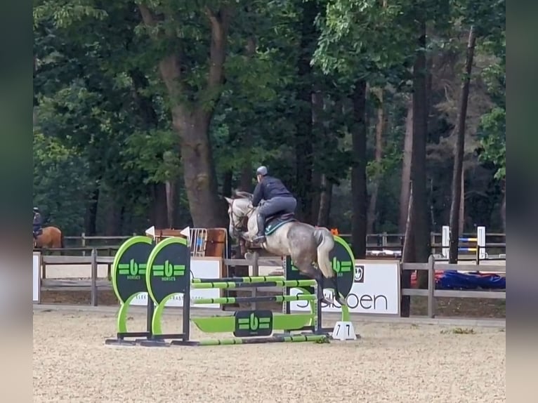 Studbook européen anglo Jument 6 Ans 164 cm in Ysselsteyn
