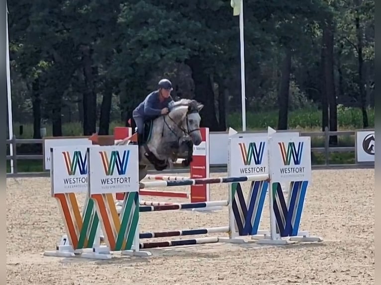 Studbook européen anglo Jument 6 Ans 164 cm in Ysselsteyn