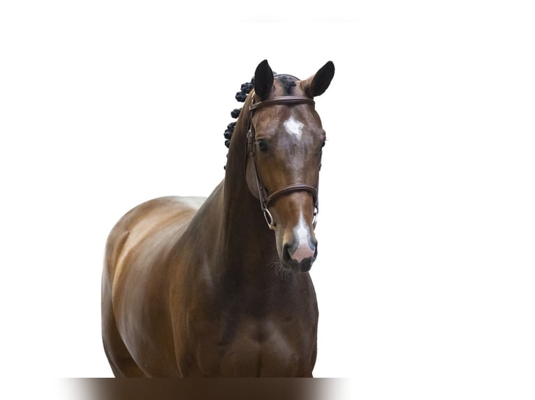 Studbook européen anglo Jument 6 Ans 167 cm Bai in Waddinxveen