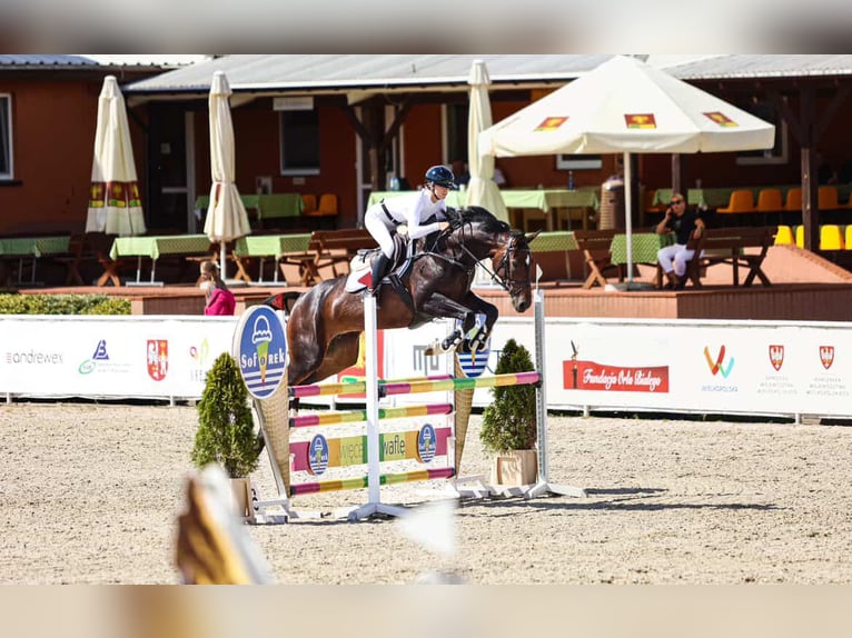 Studbook européen anglo Jument 6 Ans 168 cm Bai brun foncé in Stobno Siódme