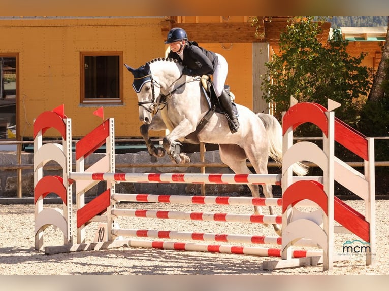 Studbook européen anglo Jument 6 Ans 168 cm Gris in Allershausen