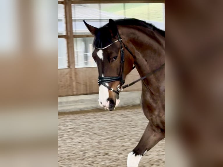 Studbook européen anglo Jument 6 Ans 169 cm Pinto in Belp