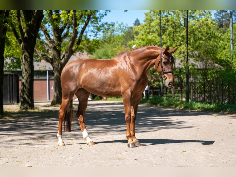 Studbook européen anglo Jument 6 Ans 170 cm Alezan in Grote-Brogel