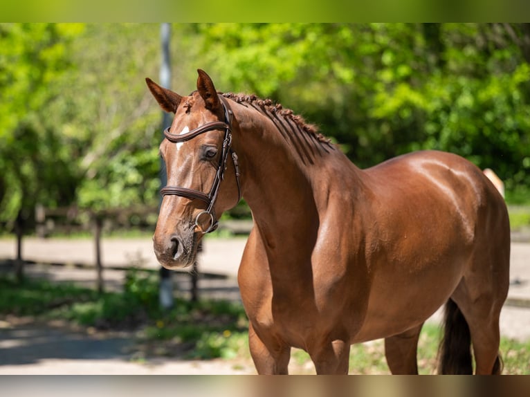 Studbook européen anglo Jument 6 Ans 170 cm Alezan in Grote-Brogel