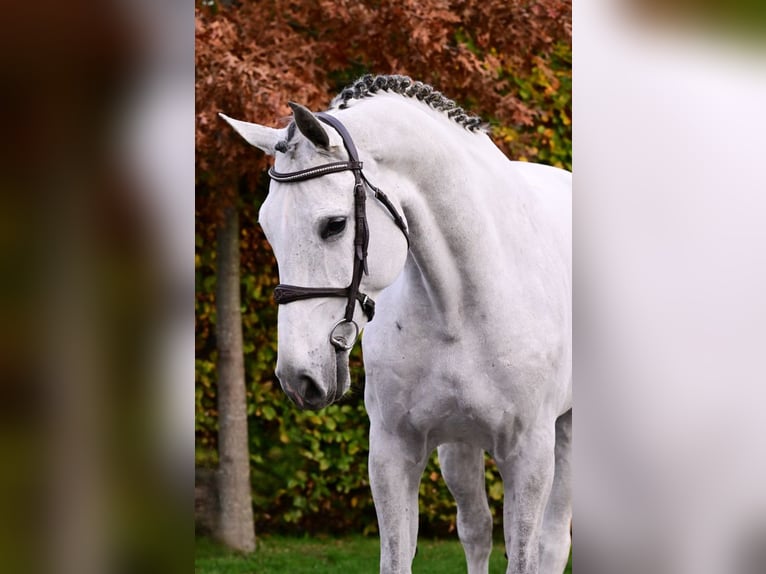 Studbook européen anglo Jument 6 Ans 170 cm Gris in Bladel