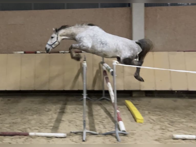 Studbook européen anglo Jument 6 Ans 170 cm Gris pommelé in W&#xFC;rzburg