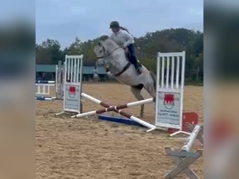 Studbook européen anglo Jument 6 Ans 170 cm Gris pommelé in W&#xFC;rzburg