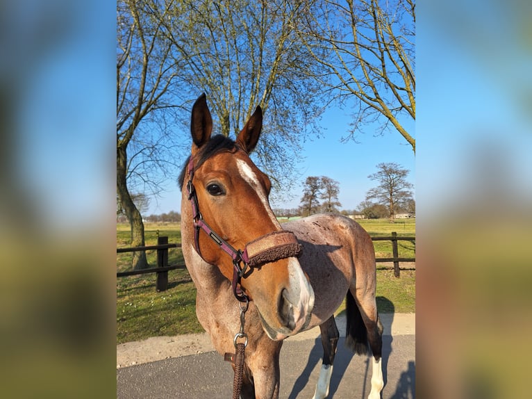 Studbook européen anglo Jument 6 Ans 172 cm Bai in Lilienthal