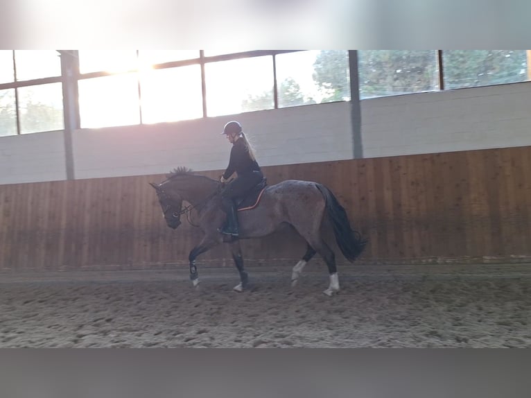 Studbook européen anglo Jument 6 Ans 172 cm Bai in Lilienthal
