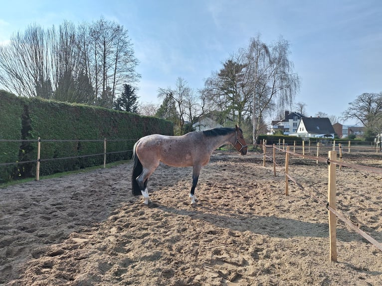 Studbook européen anglo Jument 6 Ans 172 cm Bai in Lilienthal