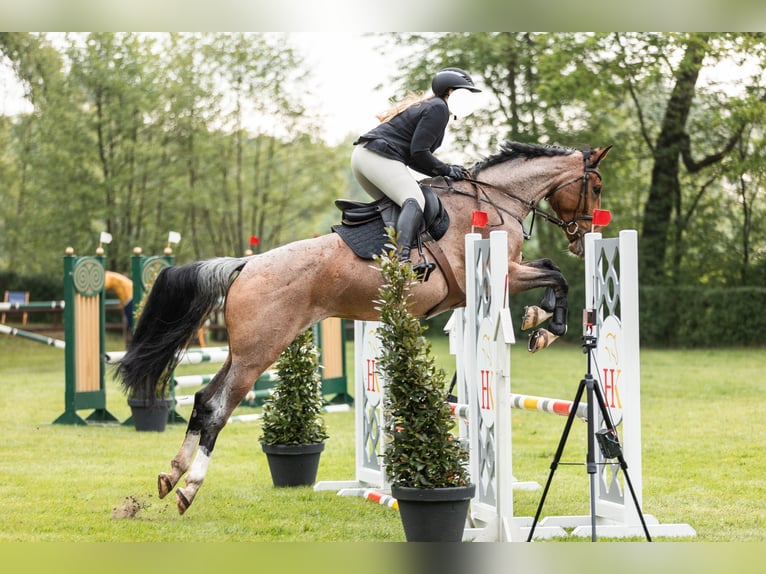 Studbook européen anglo Jument 6 Ans 172 cm Bai in Lilienthal