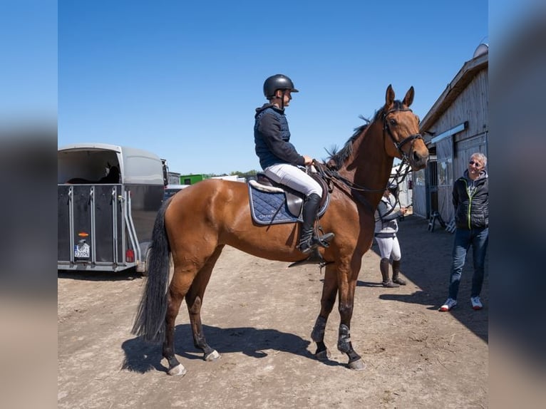 Studbook européen anglo Jument 6 Ans 177 cm Bai cerise in Wojnarowice