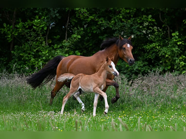 Studbook européen anglo Jument 7 Ans 145 cm Bai in Vaassen