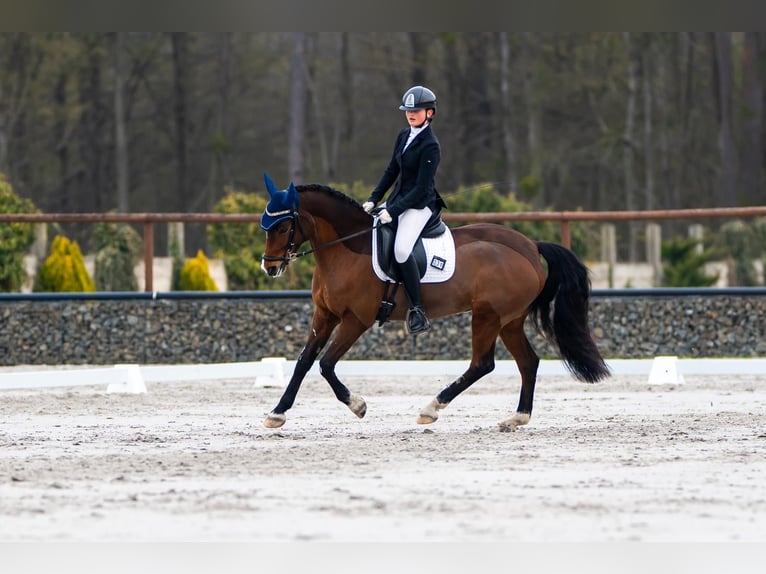 Studbook européen anglo Jument 7 Ans 148 cm Bai in Brno