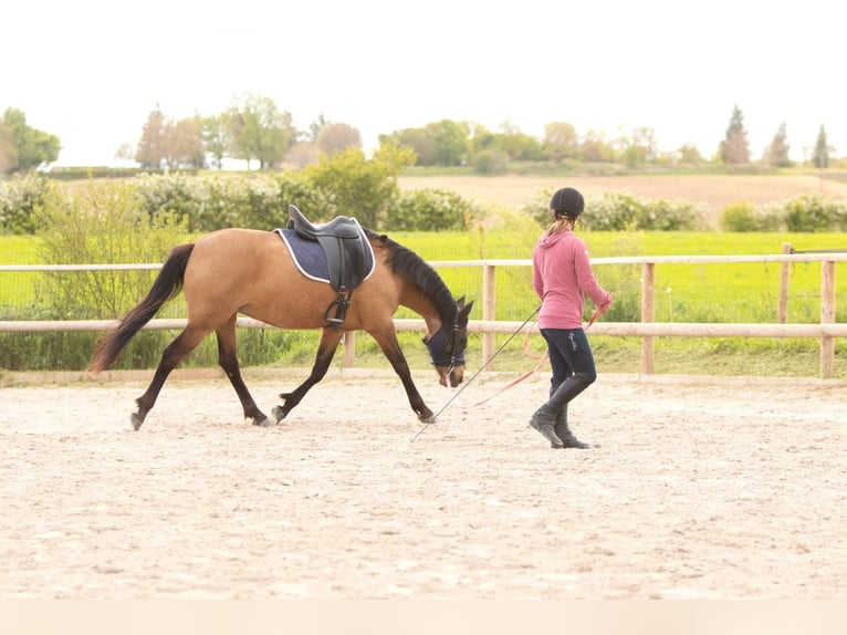 Studbook européen anglo Jument 7 Ans 148 cm Isabelle in Forcalquier