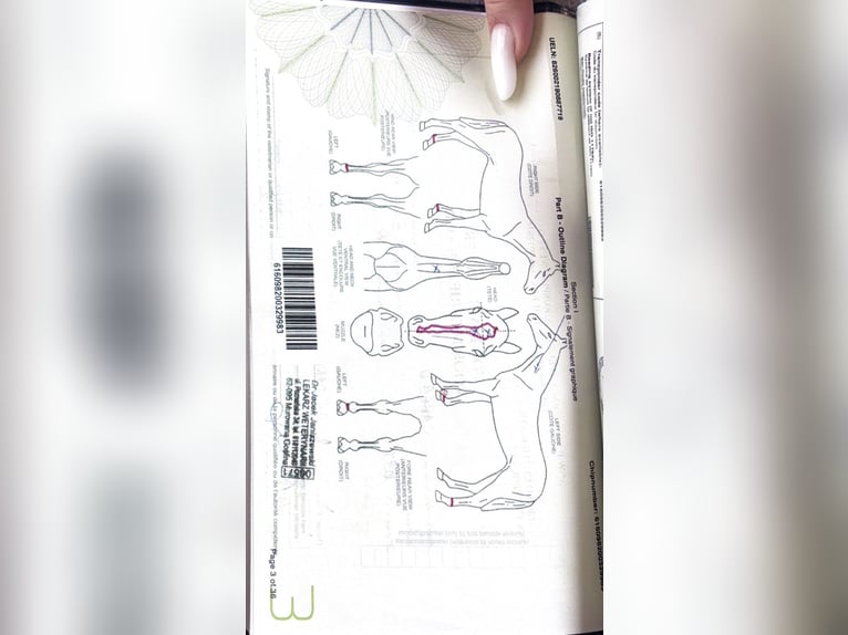 Studbook européen anglo Jument 7 Ans 157 cm Bai in Damasławek