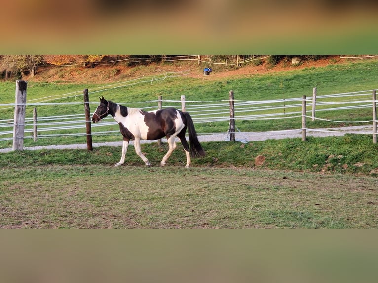 Studbook européen anglo Jument 7 Ans 157 cm Pinto in Saint-frejoux