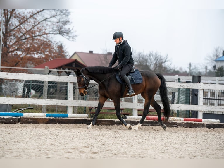 Studbook européen anglo Jument 7 Ans 160 cm Bai brun in Szynkielów