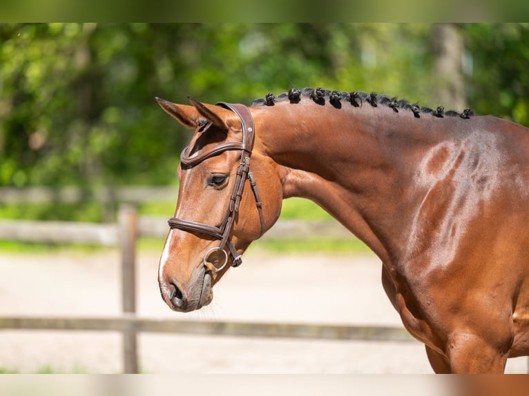 Studbook européen anglo Jument 7 Ans 161 cm Bai in Grote-Brogel