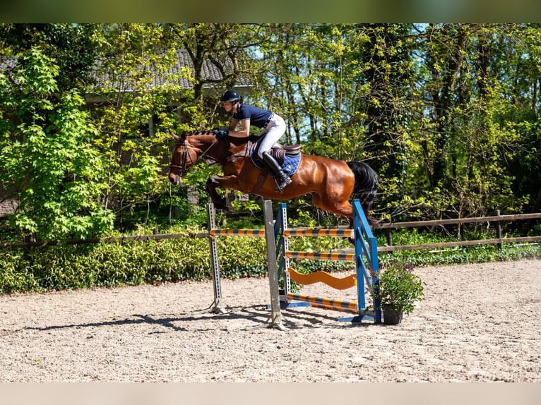 Studbook européen anglo Jument 7 Ans 161 cm Bai in Grote-Brogel