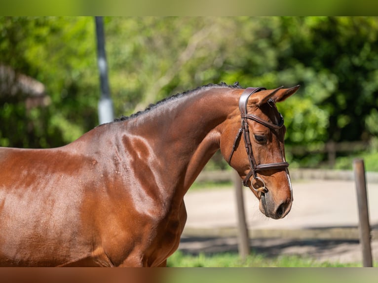 Studbook européen anglo Jument 7 Ans 161 cm Bai in Grote-Brogel